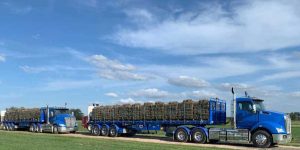abulk turf project