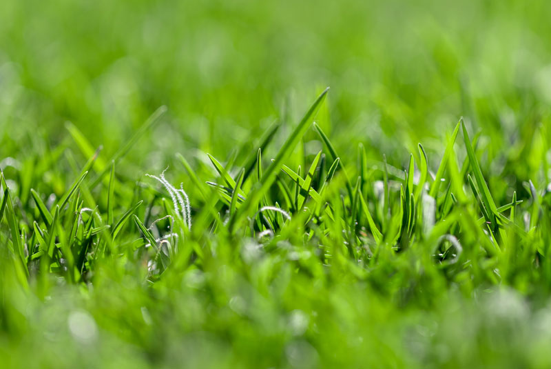 kenda kikuyu grass lawn kenda kikuyu grass lawn
