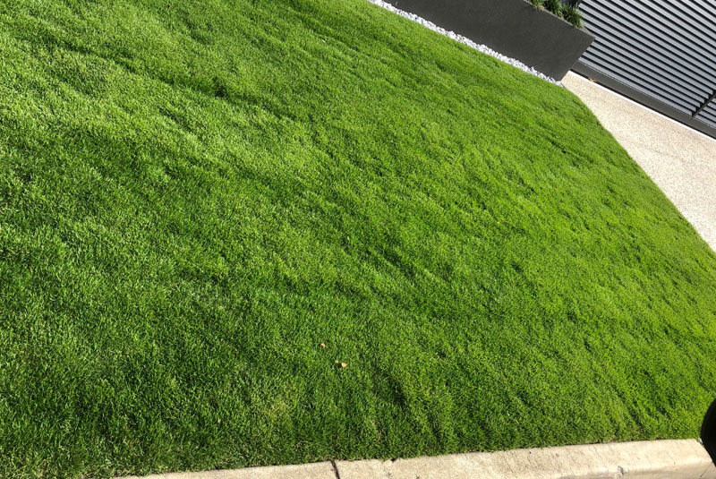 augusta turf turfbreed augusta turf turfbreed
