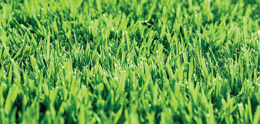 Empire Zoysia grass