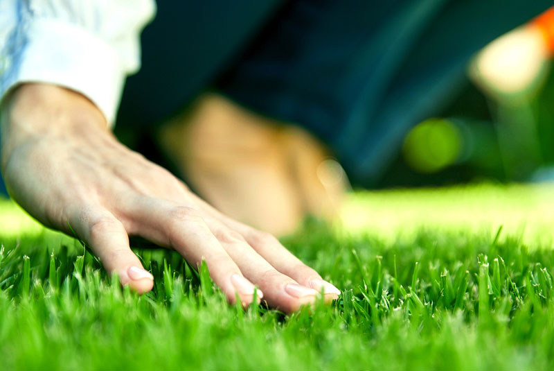 empire zoysia lawn turf empire zoysia lawn turf