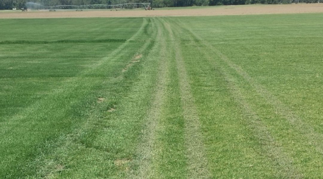 Getting the “base” conditions of your turf balanced