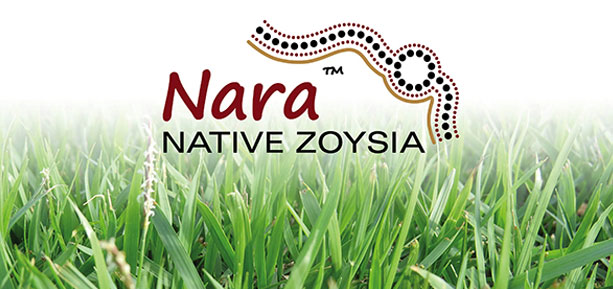 nara native turf australias most beautiful lawn
