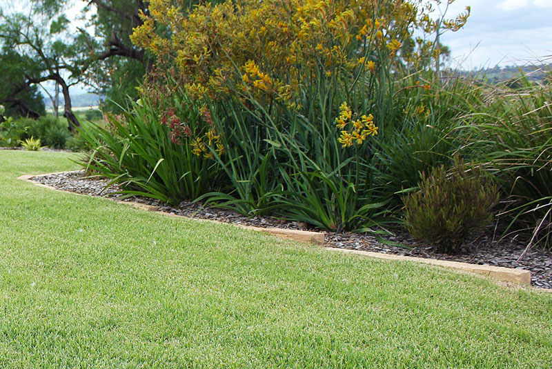 Nara native Zoysia TurfBreed Number 1 Aussie Lawn