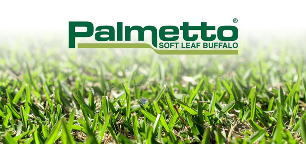 palmetto soft leaf buffalo