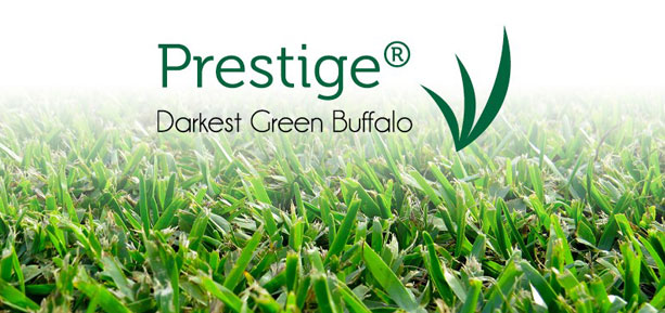 prestige darkest green buffalo