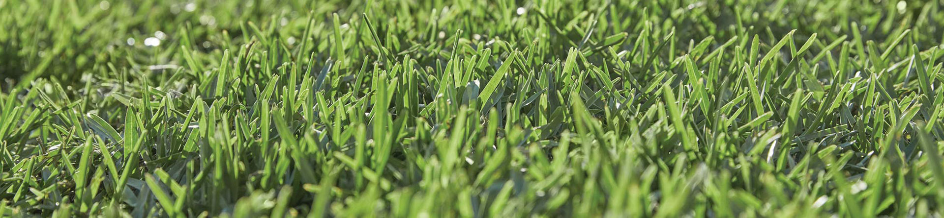 Sapphire Buffalo grass