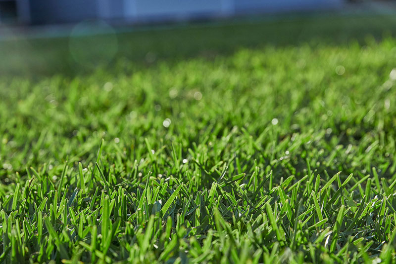 grass prestige buffalo turf grass prestige buffalo turf