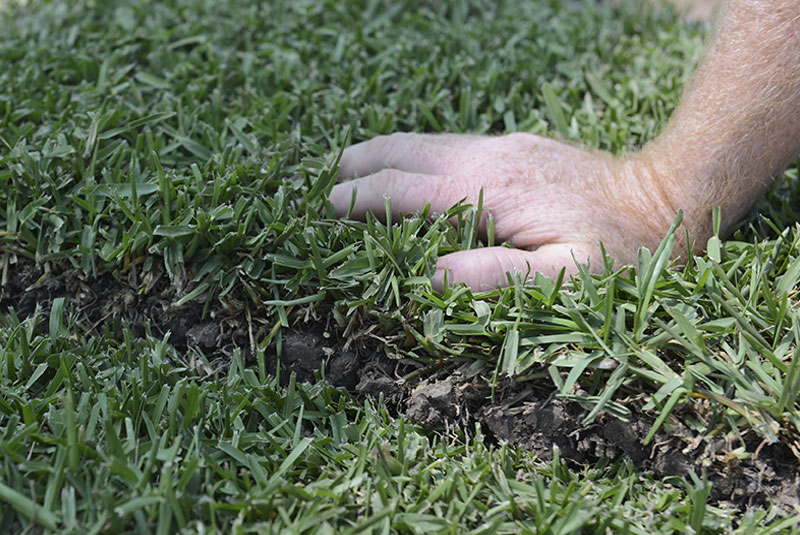 syngenta partners of turfbreed syngenta partners of turfbreed