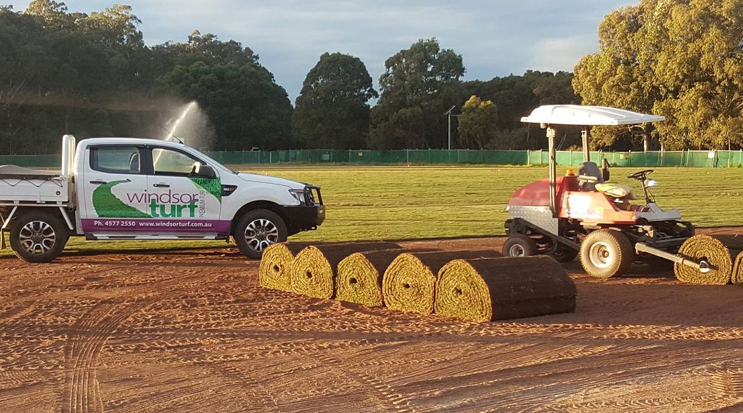 Turning a new leaf in the Buffalo market at Windsor Turf