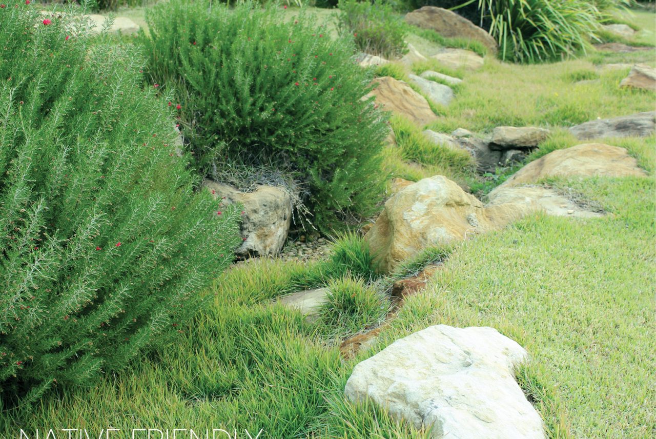 Nara Native Zoysia Commercial Applications Turfbreed