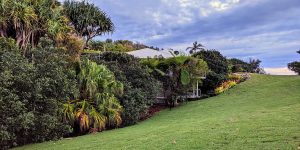 Perigian Beach Noosa Nara Native used at Fire retardant close up