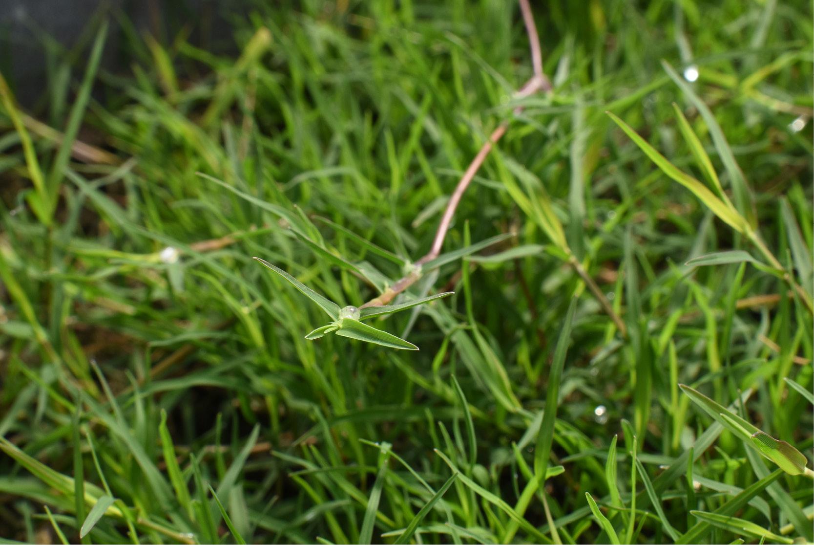 IronCutter Elite Hybrid Bermudagrass IronCutter Elite Hybrid Bermudagrass